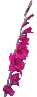 Beyaz arka plan üzerinde izole Glayöl çiçek şekil