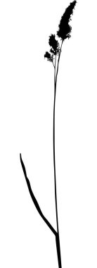 illüstrasyon izole beyaz arka plan üzerinde bitki siluet ile