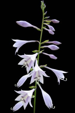 illüstrasyon izole siyah arka plan üzerine Lila Bahçe çiçekli