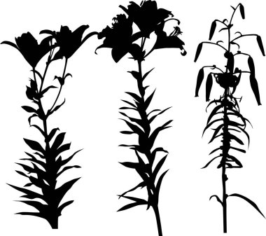 Beyaz arkaplanda izole edilmiş zambak siluetleri