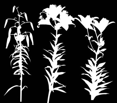 Siyah arkaplanda izole edilmiş zambak siluetleri