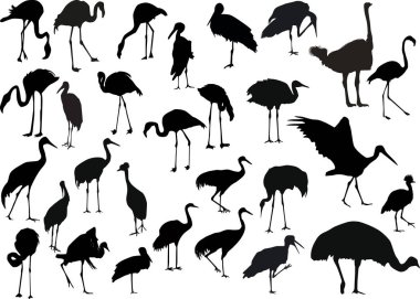 Beyaz arkaplanda kuş koleksiyonu olan resimler