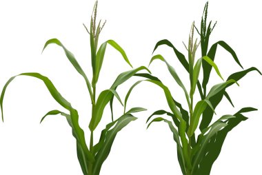 illüstrasyon izole beyaz zemin üzerine yeşil mısır bitkileri ile