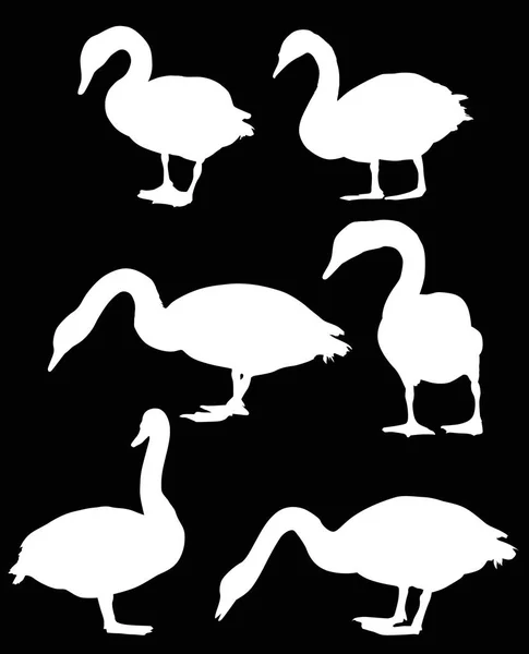 Ilustración Con Seis Cisnes Aislados Sobre Fondo Negro — Archivo Imágenes Vectoriales