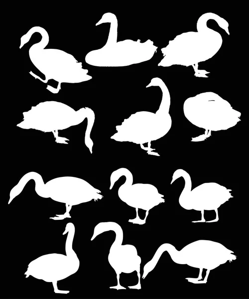 Ilustração Com Doze Cisnes Isolados Sobre Fundo Preto — Vetor de Stock