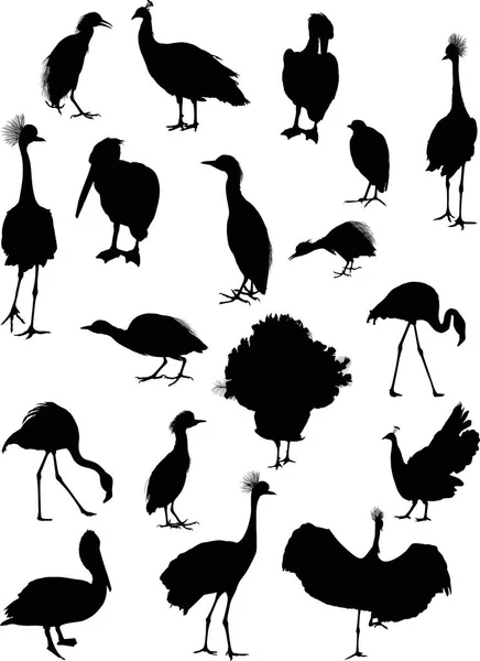 Illustration Avec Différentes Silhouettes Oiseaux Isolés Sur Fond Blanc — Image vectorielle