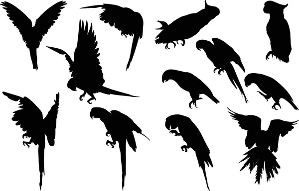 Illustration Parrot Silhouettes Collection Isolated White Background — Stock Vector