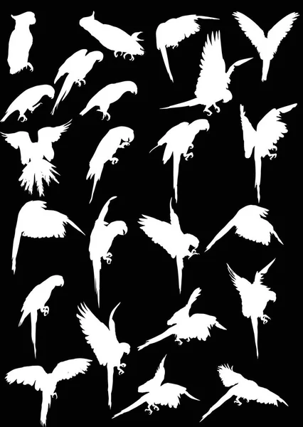 Illusztráció Papagáj Sziluettek Gyűjtemény Elszigetelt Fekete Háttér — Stock Vector