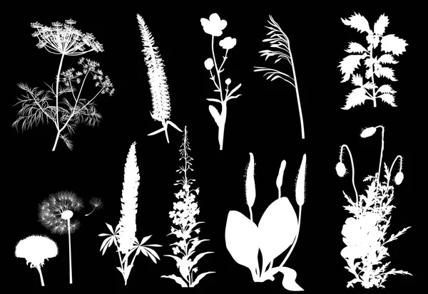 Illustration Wild Flower Silhouettes Collection Isolated Black Background — Stock Vector