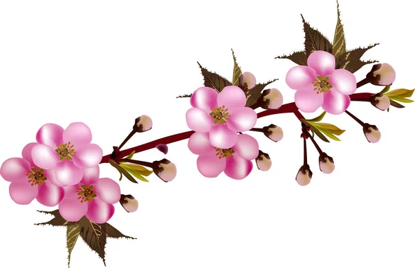 白い背景に分離されたピンクの開花枝とイラスト — ストックベクタ