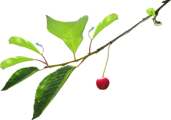 Illustration Small Cherry Green Branch — Stock Vector
