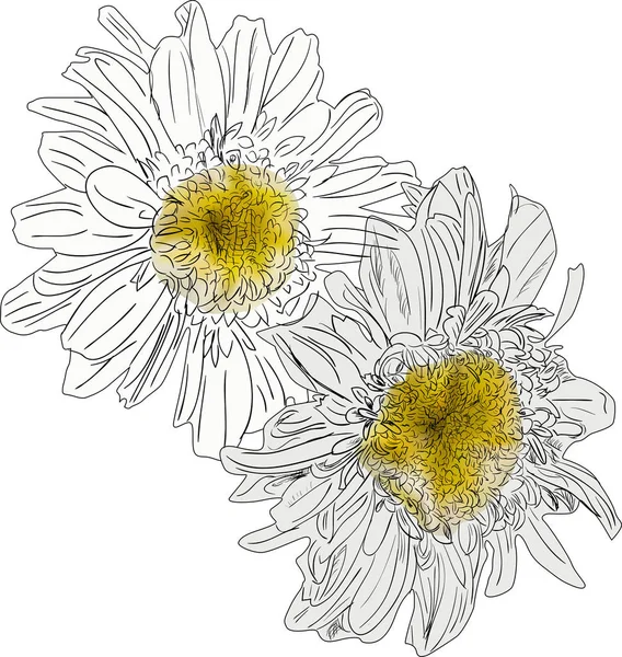 白い背景に分離された菊の花イラスト — ストックベクタ