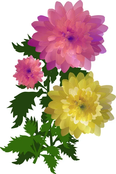 Illustration Mit Gelben Und Rosa Chrysanthemenblüten Isoliert Auf Weißem Hintergrund — Stockvektor
