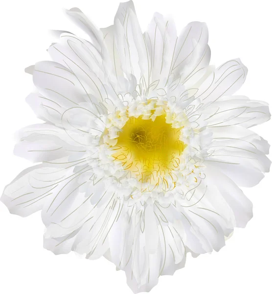 Illustration Avec Chrysanthème Isolé Sur Fond Blanc — Image vectorielle