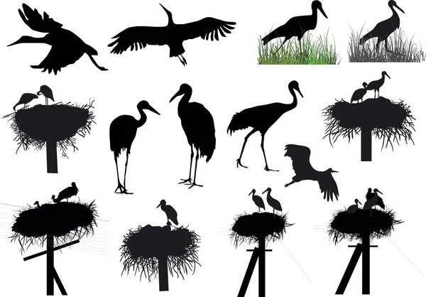 Illustration Storks Cranes Isolated White Background — Stock Vector