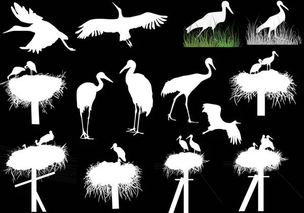 Illustration Storks Cranes Isolated Black Background — Stock Vector