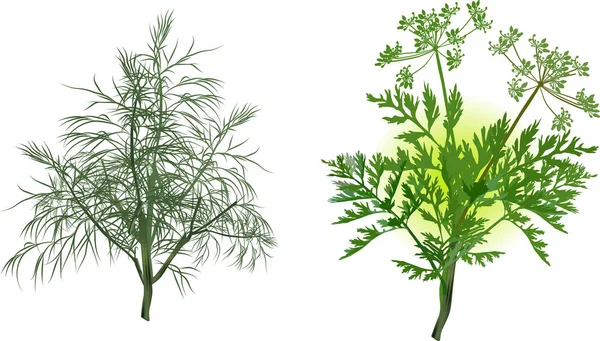 Ilustrace Zeleným Koprem Celer Izolovaných Bílém Pozadí — Stockový vektor