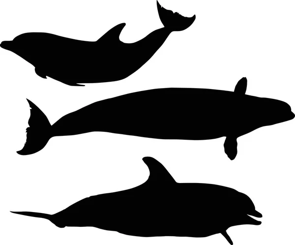 Illustration Dolphins Collection Isolated White Background — Stock Vector