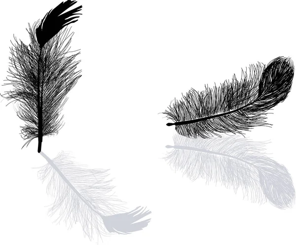 白い背景に2羽の羽が隔離されたイラスト — ストックベクタ