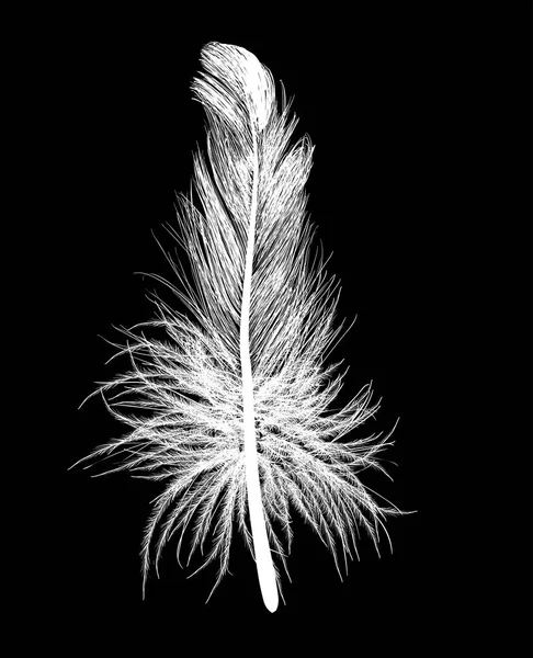 黒の背景に分離された単一の白い羽のイラスト — ストックベクタ