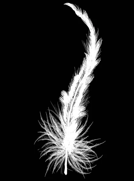 Illustration Avec Une Seule Plume Blanche Isolée Sur Fond Noir — Image vectorielle