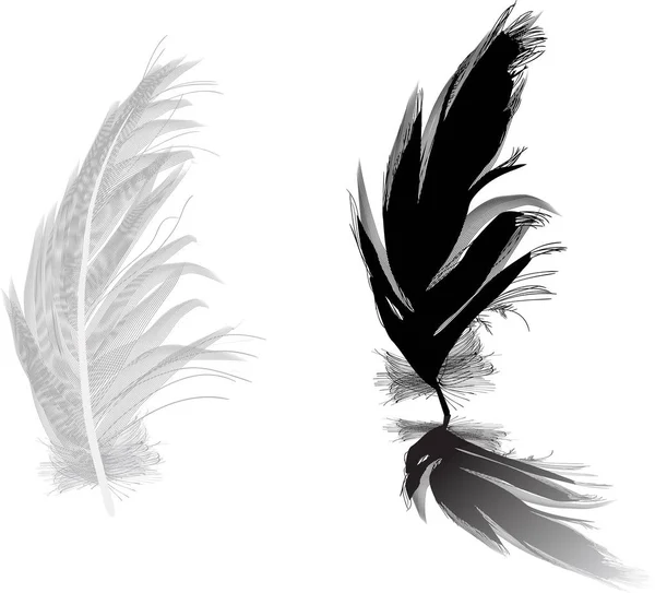 Illustration Mit Zwei Federn Auf Weißem Hintergrund — Stockvektor
