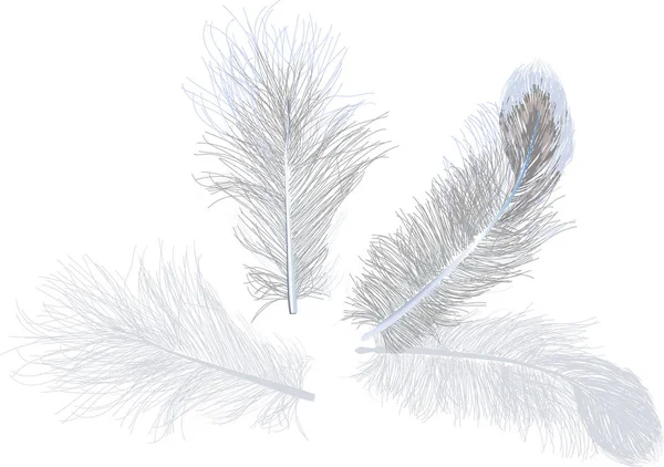 白い背景に分離された つの灰色の羽のイラスト — ストックベクタ