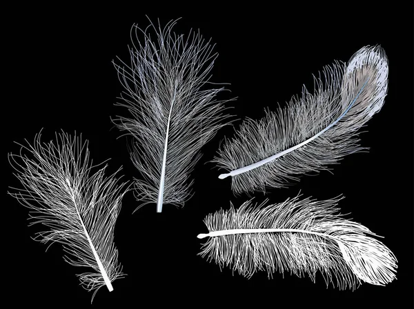 Illustration Avec Quatre Plumes Isolées Sur Fond Noir — Image vectorielle