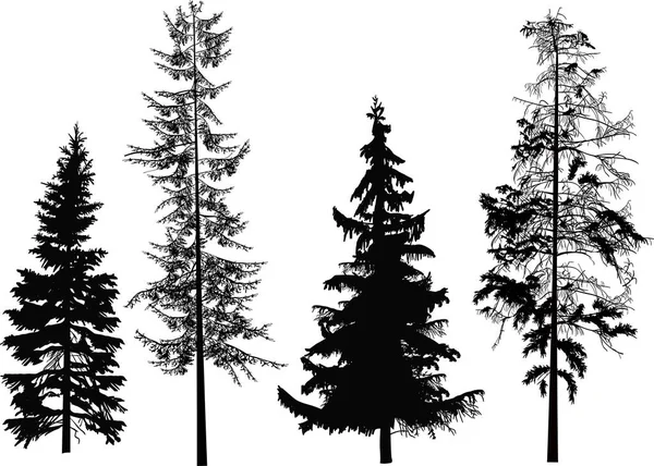 Illustration Mit Vier Schwarztannen Auf Weißem Hintergrund — Stockvektor