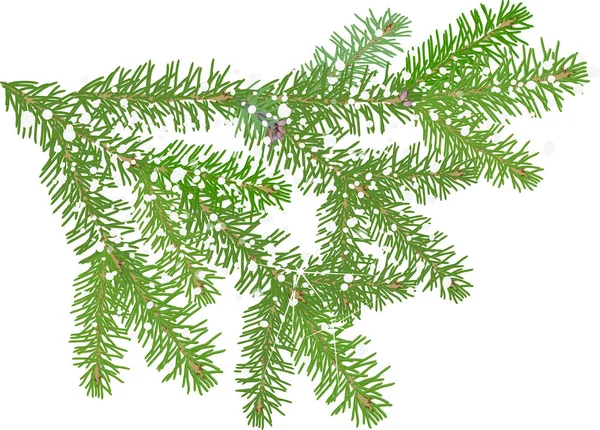 Illustration Mit Grünem Tannenzweig Isoliert Auf Weißem Hintergrund — Stockvektor