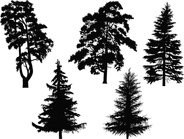 Ilustração Com Cinco Árvores Coníferas Pretas Isoladas Sobre Fundo Branco —  Vetores de Stock