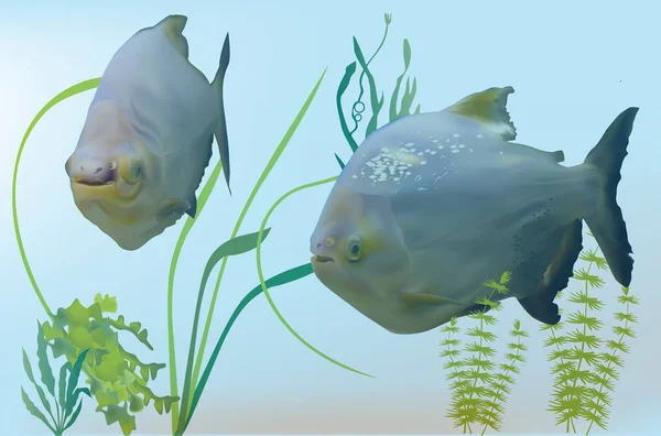 Illustration Mit Zwei Piranha Fischen Grünalgen — Stockvektor