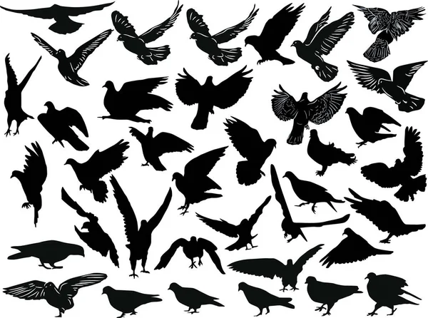 Illustration Thirty Seven Black Pigeon Collection Isolated White Background — Stock Vector