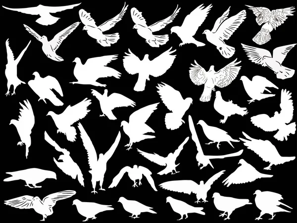 黒い背景に分離された 白鳩コレクションの図 — ストックベクタ