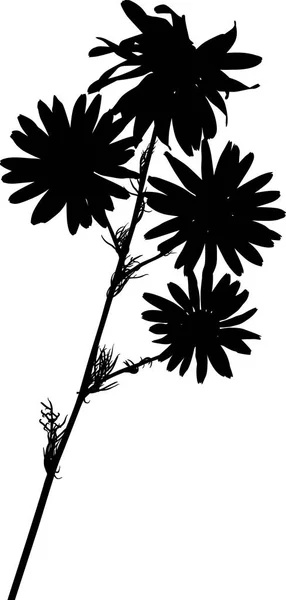 Illustration Avec Des Silhouettes Fleurs Camomille Isolées Sur Blanc — Image vectorielle