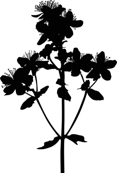 Illustratie Met Wilde Bloem Silhouet Geïsoleerd Witte Achtergrond — Stockvector