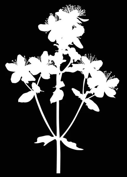 Illustration Mit Wilder Blume Silhouette Isoliert Auf Schwarzem Hintergrund — Stockvektor
