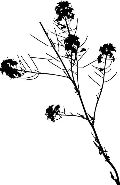 Απεικόνιση Σιλουέτα Άγριων Λουλουδιών Που Απομονώνεται Λευκό Φόντο — Διανυσματικό Αρχείο