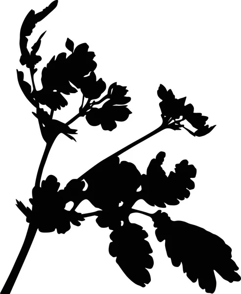 Illustration Mit Wilder Blume Silhouette Isoliert Auf Weißem Hintergrund — Stockvektor