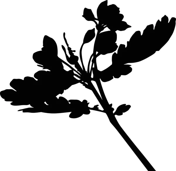 Illustration Avec Silhouette Fleur Sauvage Isolée Sur Fond Blanc — Image vectorielle