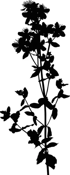 Illustration Avec Silhouette Fleur Sauvage Isolée Sur Fond Blanc — Image vectorielle