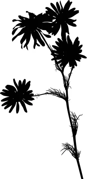 Ilustrace Heřmánkovými Siluetami Květin Izolovaných Bílém — Stockový vektor