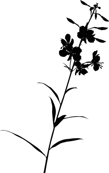 Illustration Mit Wilder Blume Silhouette Isoliert Auf Weißem Hintergrund — Stockvektor