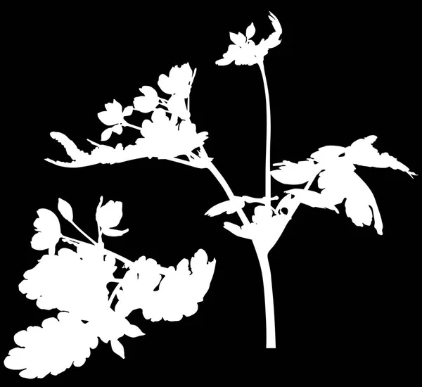 黒い背景に分離した野生の花のシルエットのイラスト — ストックベクタ