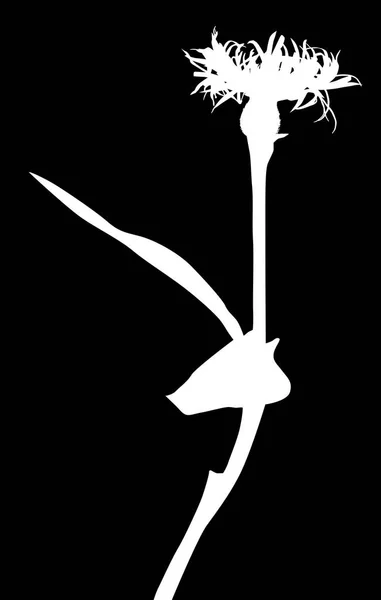 Illustration Avec Silhouette Fleur Sauvage Isolée Sur Fond Noir — Image vectorielle