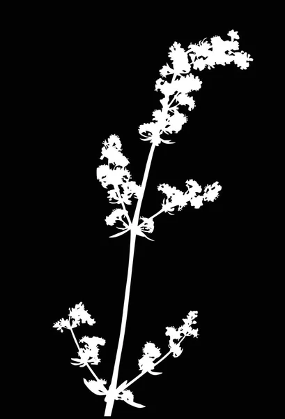 Illustrazione Con Silhouette Fiore Selvatico Isolato Sfondo Nero — Vettoriale Stock