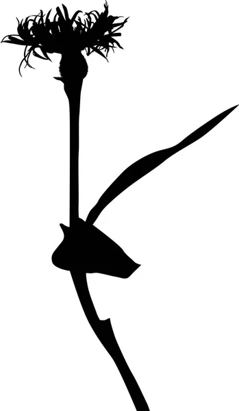 Ілюстрація Диким Квітковим Силуетом Ізольована Білому Тлі — стоковий вектор