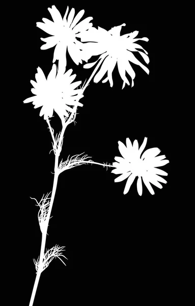 Illust Sylwetki Kwiat Rumianku Izolowane Czarnym Tle — Wektor stockowy