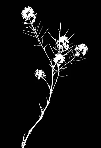 Illustrazione Con Silhouette Fiore Selvatico Isolato Sfondo Nero — Vettoriale Stock