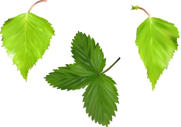 白い背景に緑の葉が隔離されたイラスト — ストックベクタ